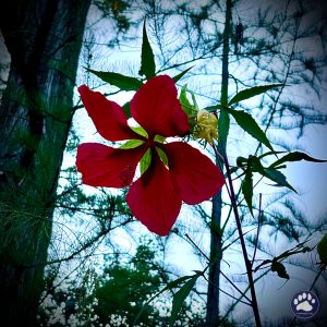 Random photos by Ted Houser from TBSDesigns